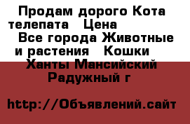 Продам дорого Кота-телепата › Цена ­ 4 500 000 - Все города Животные и растения » Кошки   . Ханты-Мансийский,Радужный г.